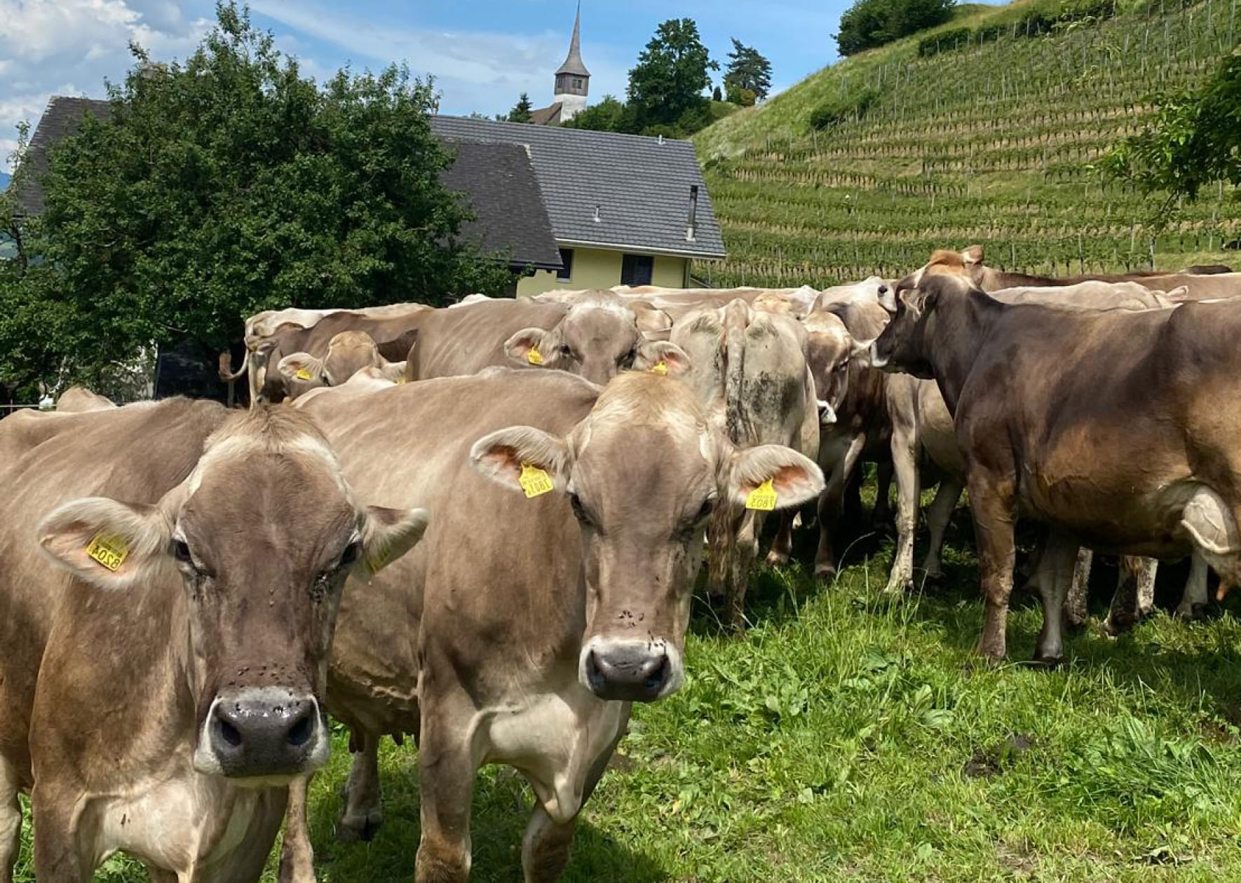 Традиционная швейцарская ферма